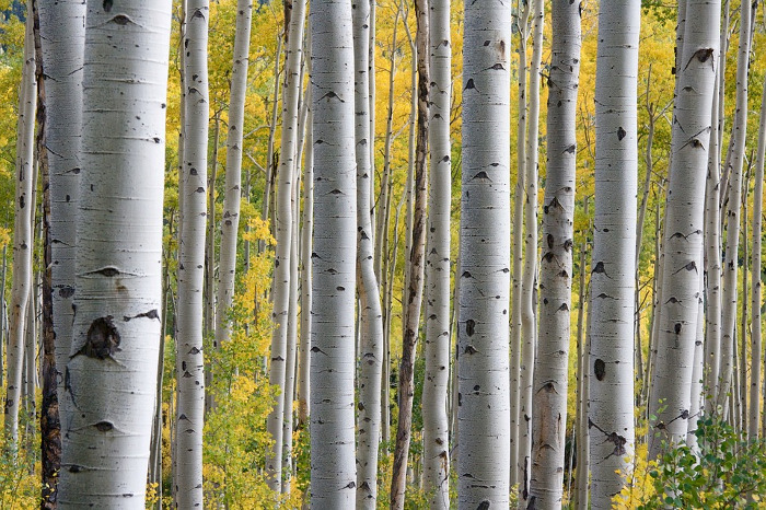 birch trees