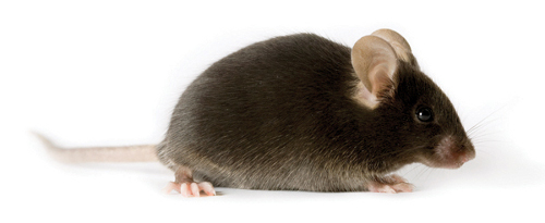 mice studies elixir in harvard