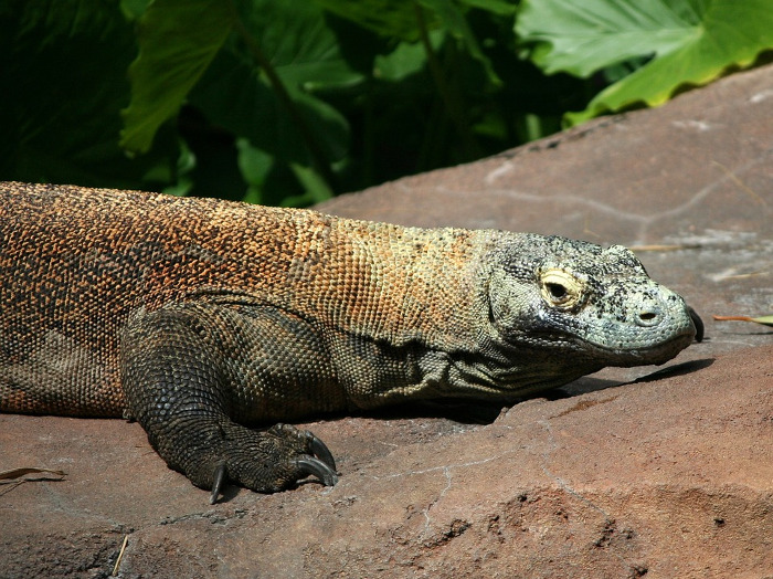 komodo